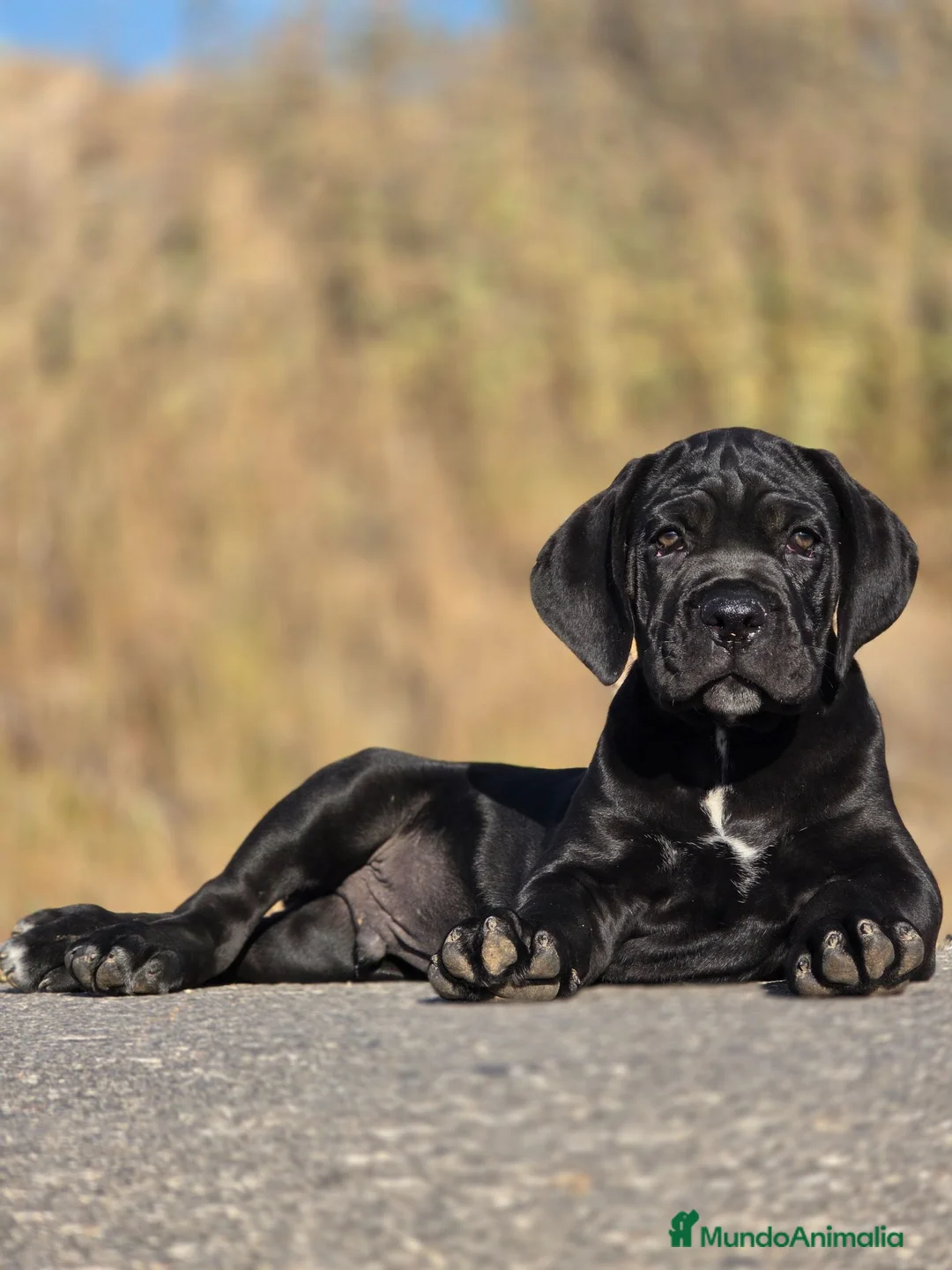 Cane Corso perros en venta: Cachorros de Cane Corso - Anuncio 2