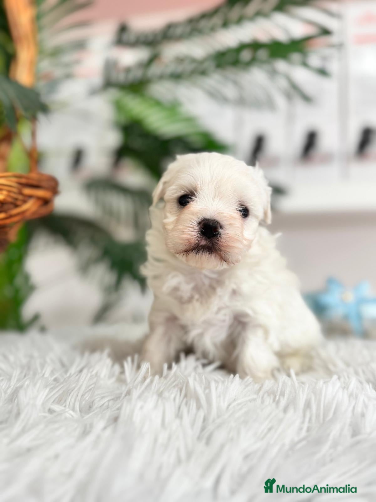 Bichón Maltés perros BICHON MALTES MACHO - Anuncio 2