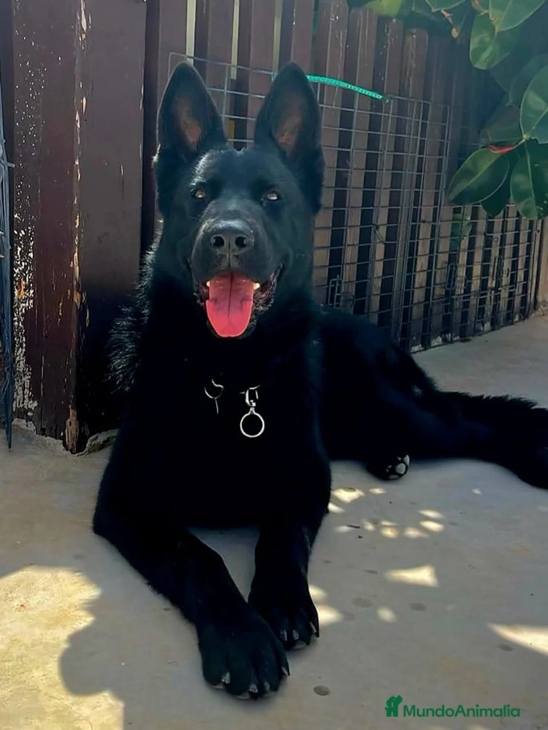 Pastor Alemán perros para monta: P.A Negro solido en Valencia - Anuncio 2