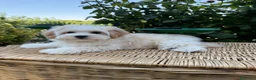 Maltipoo perros en venta: Maltipoo listo para conocer a su nueva familia!! - Anuncio 5