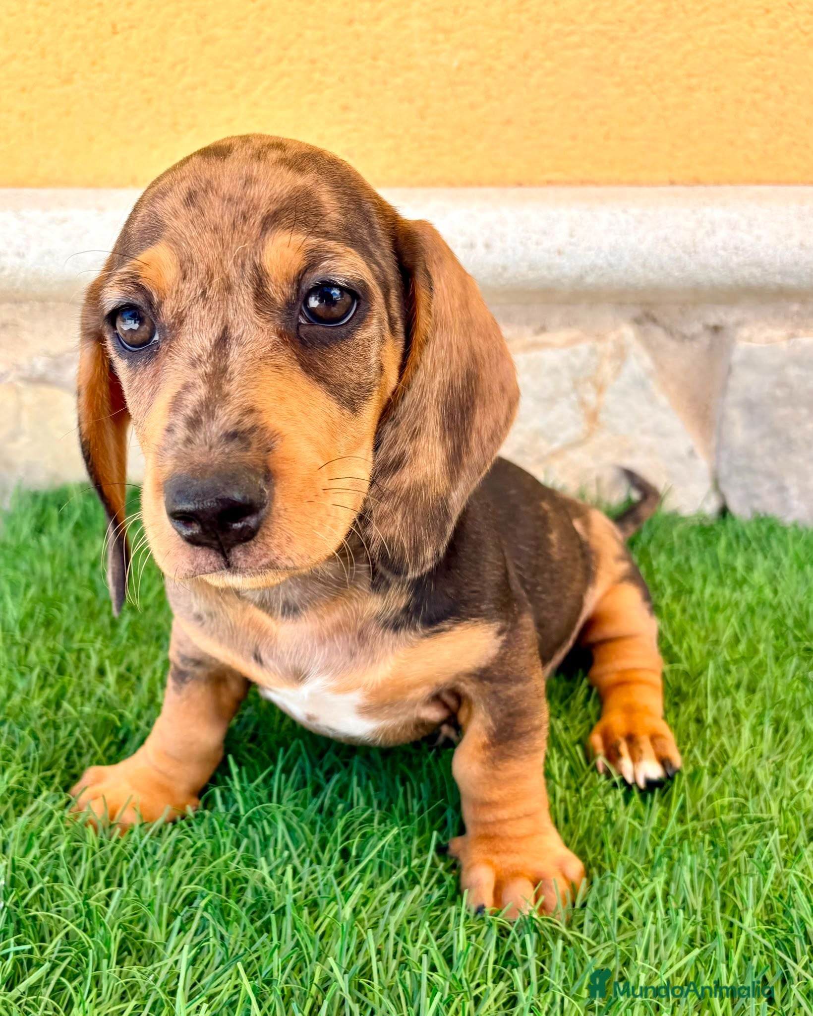 Teckel Miniatura perros Teckel miniatura merle choco - Anuncio 1