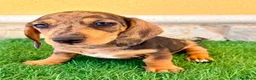 Teckel Miniatura perros en venta: Teckel miniatura merle choco - Anuncio 1