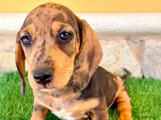 Teckel Miniatura perros Teckel miniatura merle choco - Anuncio 4