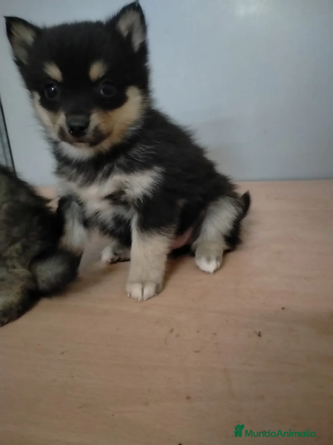 Pomsky perros en venta: Pomsky Hembra - Anuncio 2