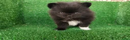 Pomerania perros en venta: pomerania - Anuncio 5