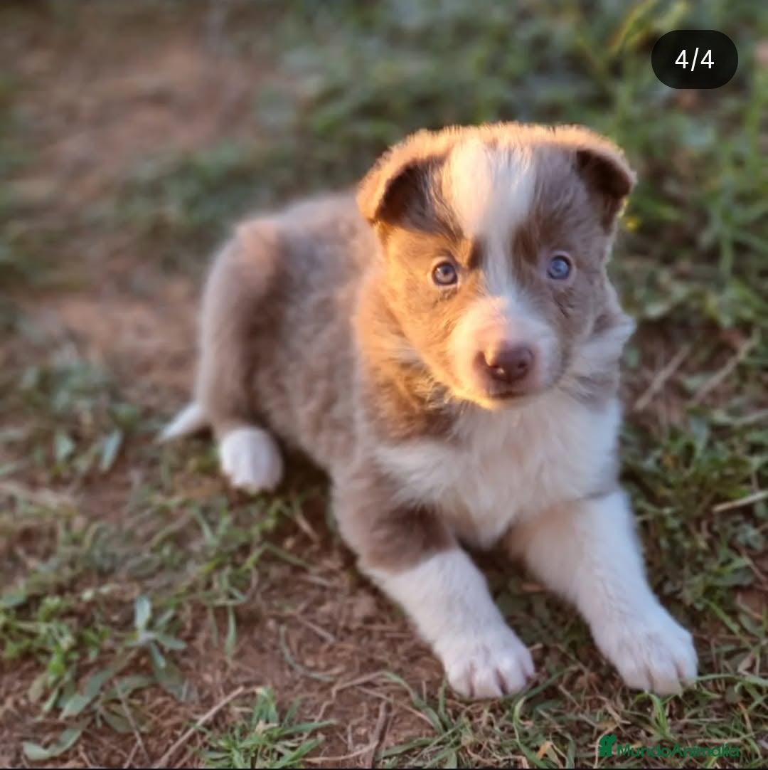 Border Collie perros en venta: Cachorros border collie tricolor - Anuncio 3