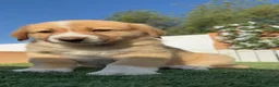 Mastín Español perros en venta: MASTIN ESPAÑOL HEMBRA - Anuncio 20
