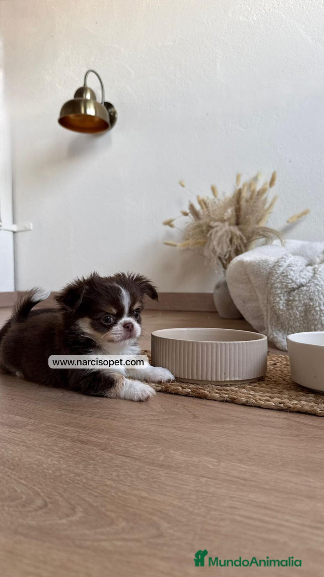 Chihuahua perros en venta: CHIHUAHUA PELO LARGO LINEA RUSA - Anuncio 3