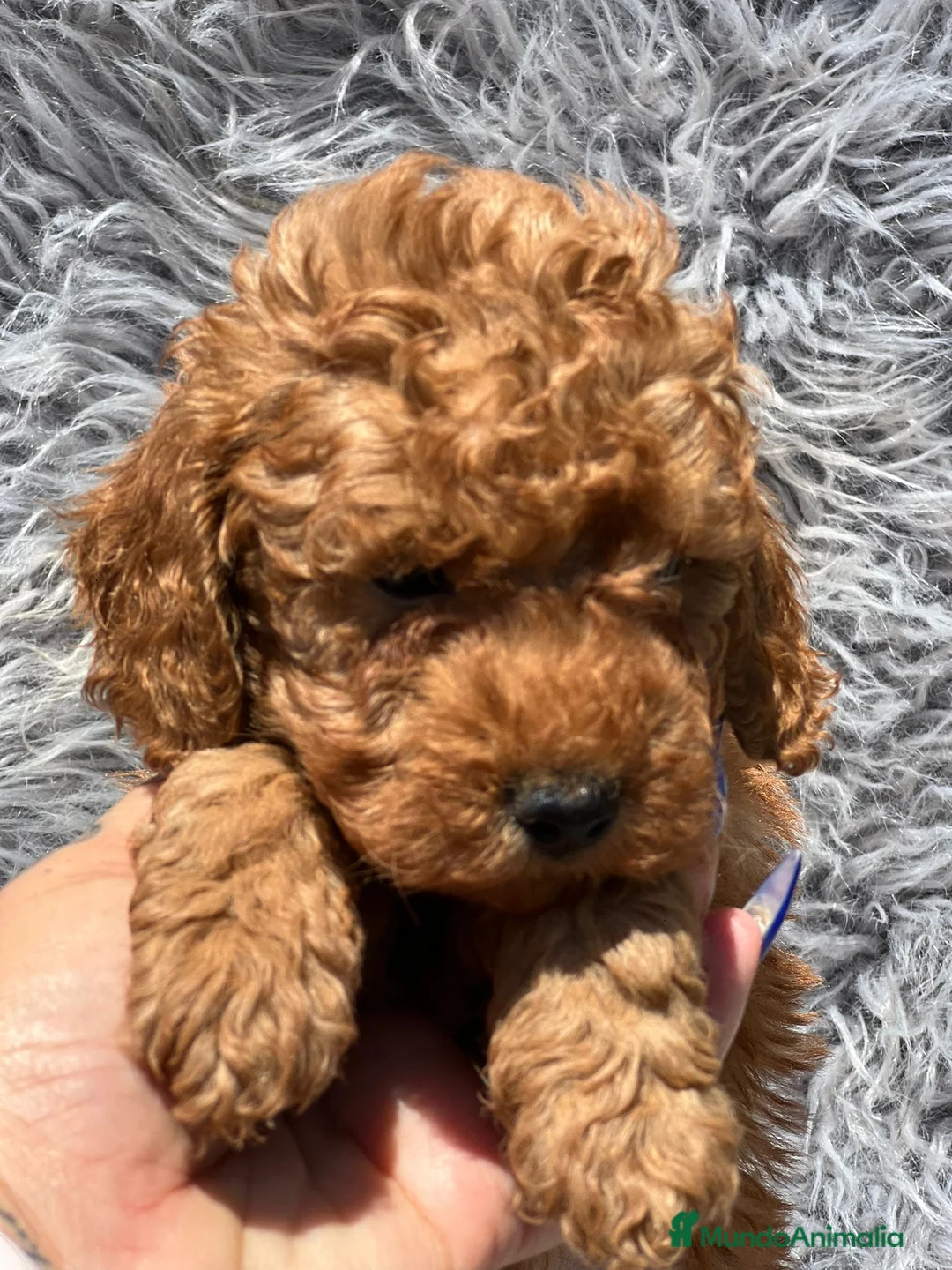 Caniche Toy perros en venta: Caniche - Anuncio 8