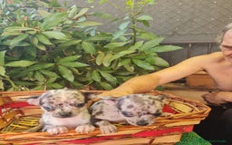 Chihuahua perros en venta: Chihuahua toy - Imagen 1