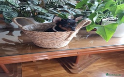 Ratón de Praga perros en venta: Ratón de Praga  - Imagen 3