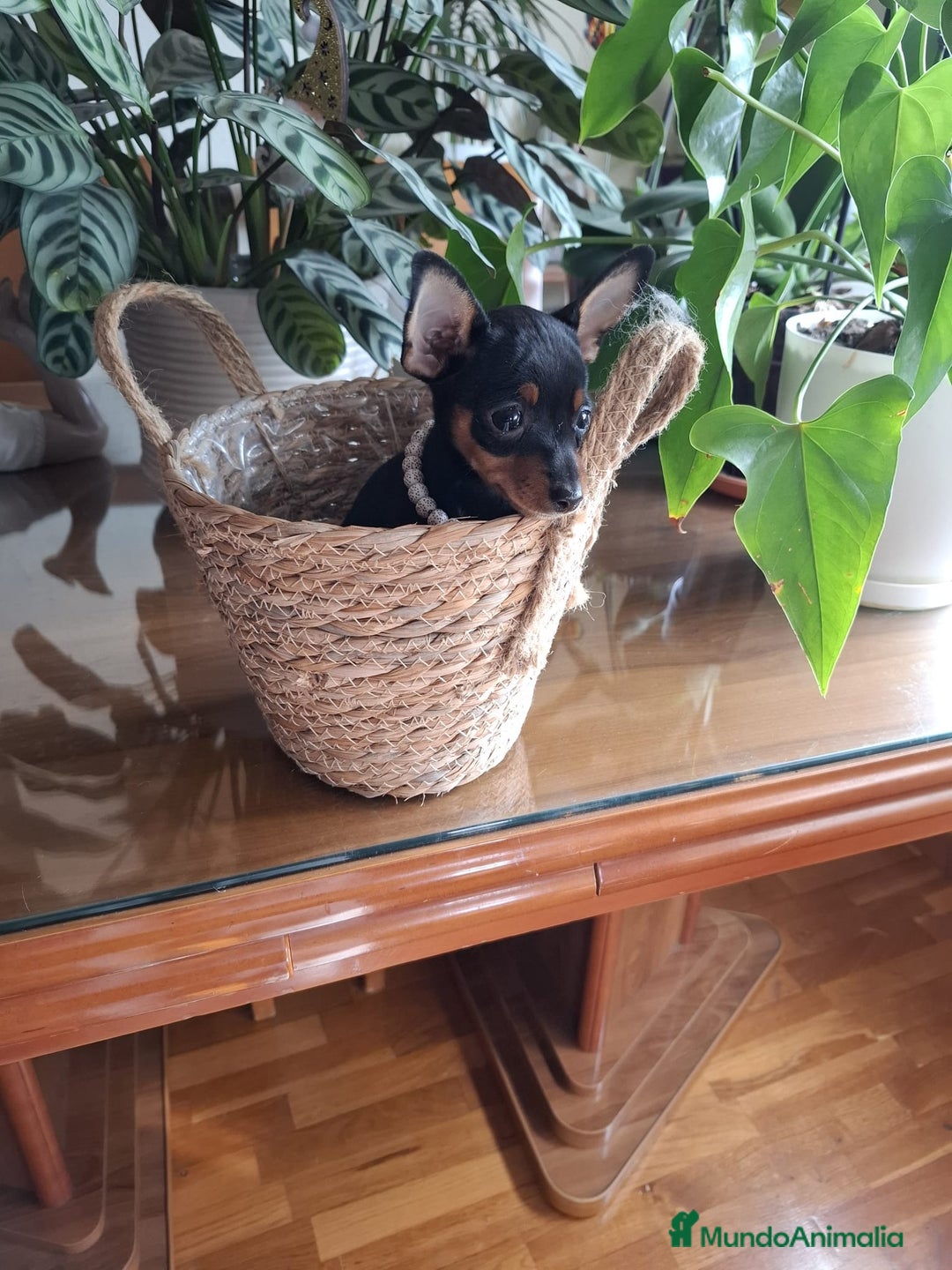Ratón de Praga perros en venta: Ratón de Praga  - Imagen 3
