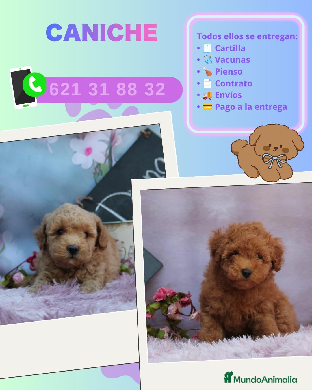 Caniche Enano perros Cachorros de caniche enano  - Anuncio 1