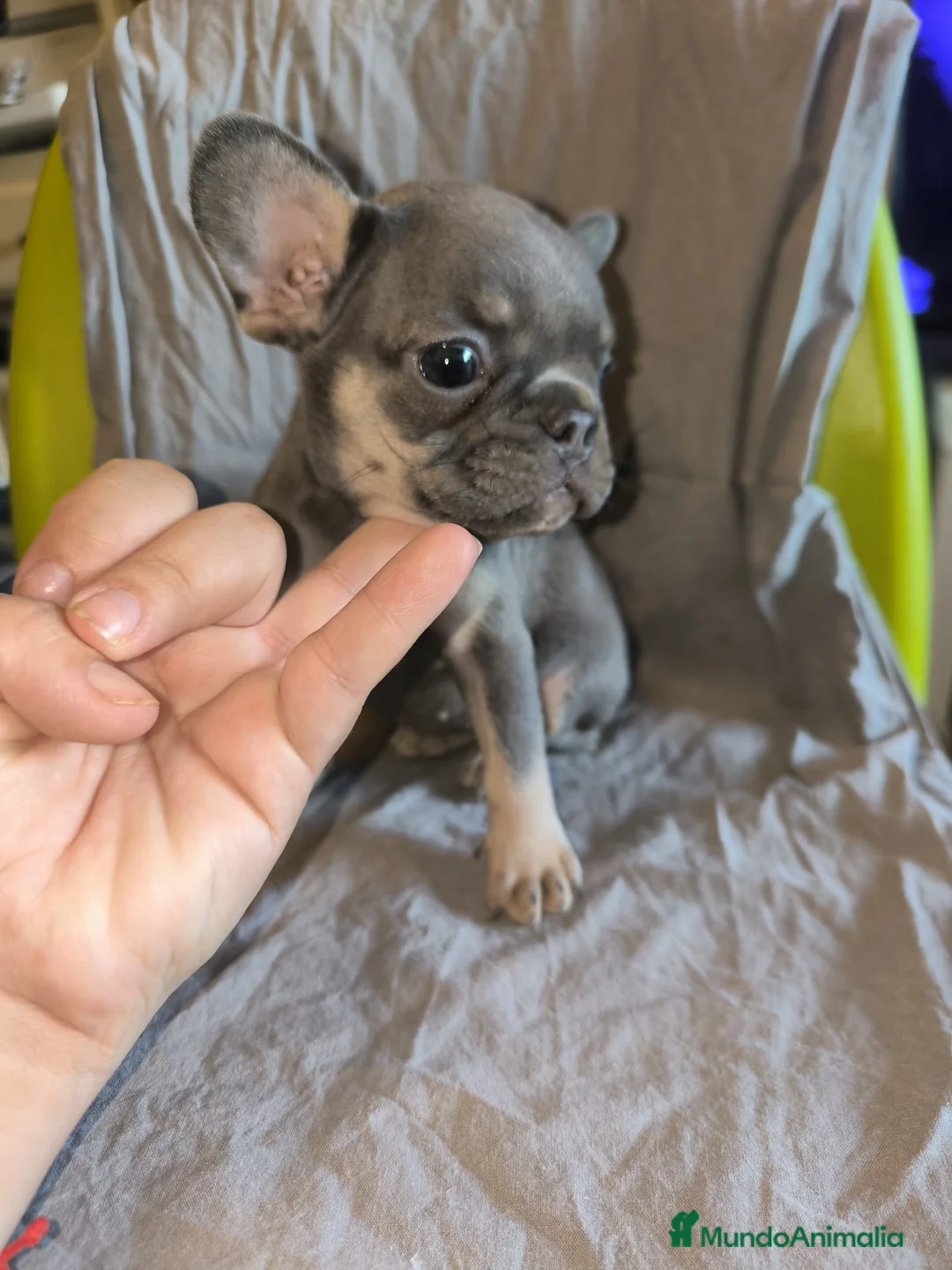 Bulldog Francés perros en venta: Bulldog Francés Blue - Anuncio 3