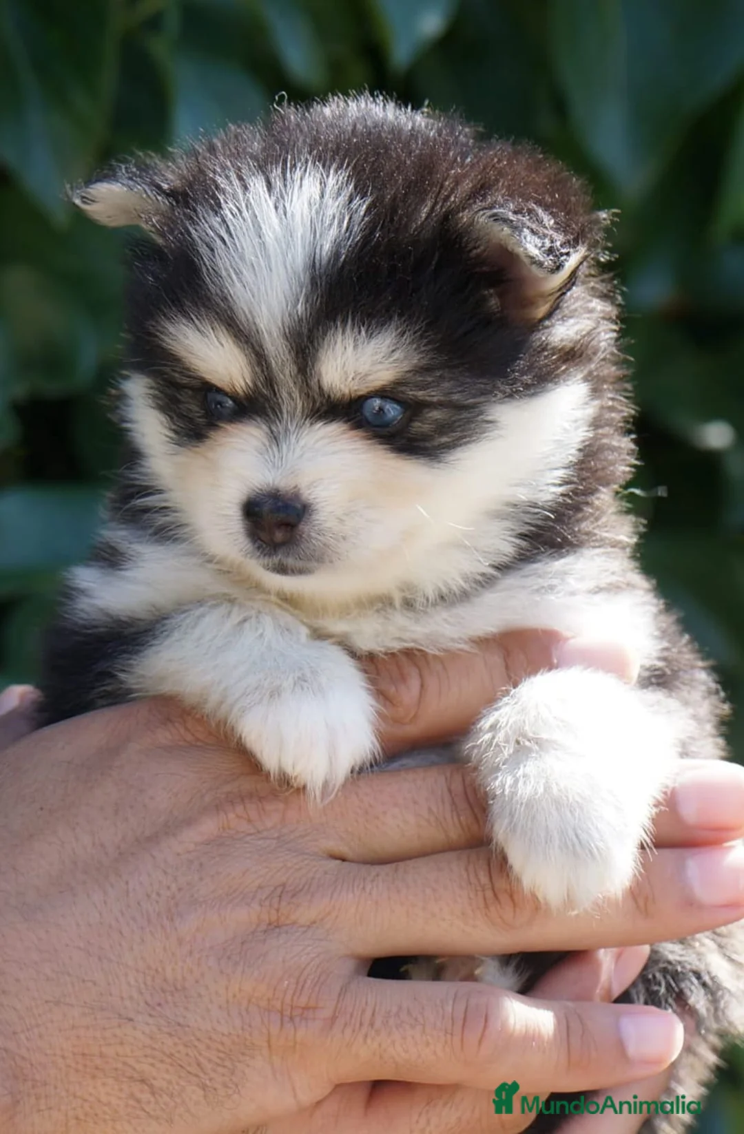 Imagen de galería {{count}}