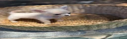 Chihuahua perros en venta: Chihuahuas toy machos  - Anuncio 2