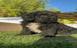 Perro de Agua Español perros en venta: PERRO DE AGUA ESPAÑOL - Imagen 16