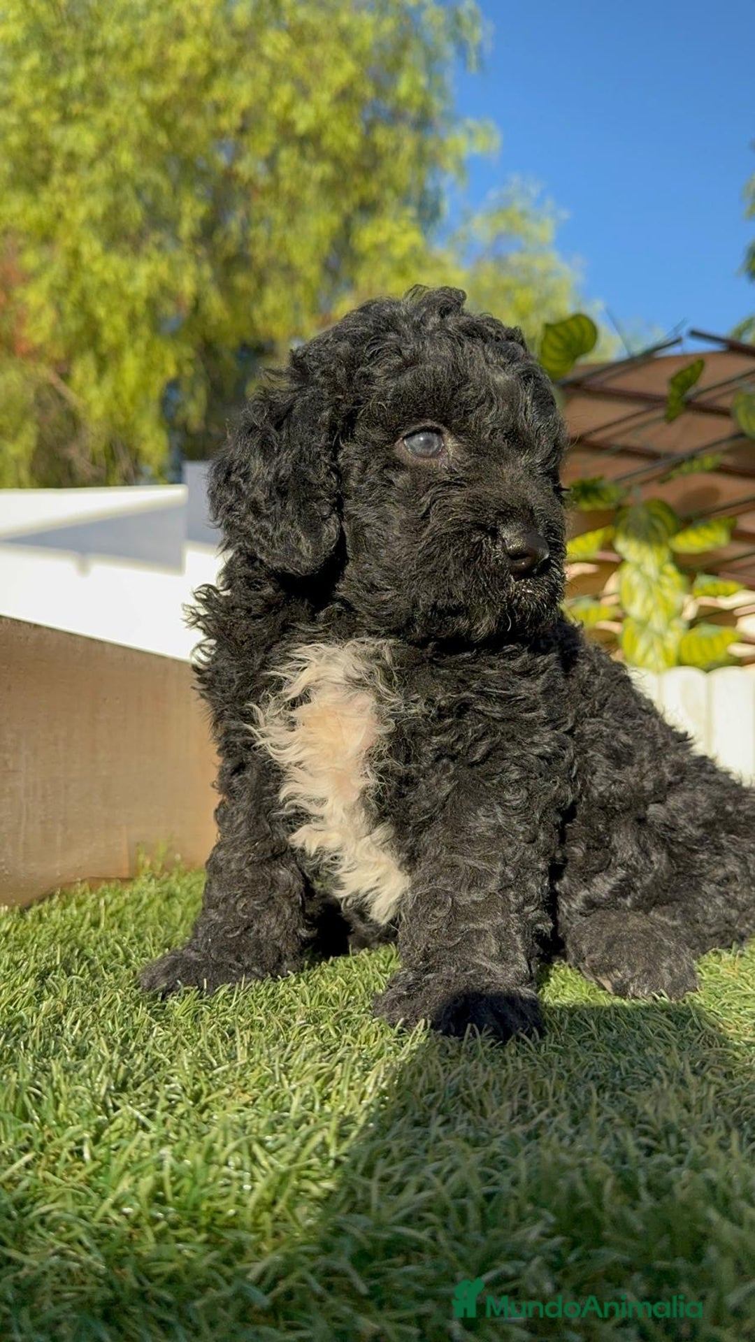 Perro de Agua Español perros en venta: PERRO DE AGUA ESPAÑOL - Imagen 16