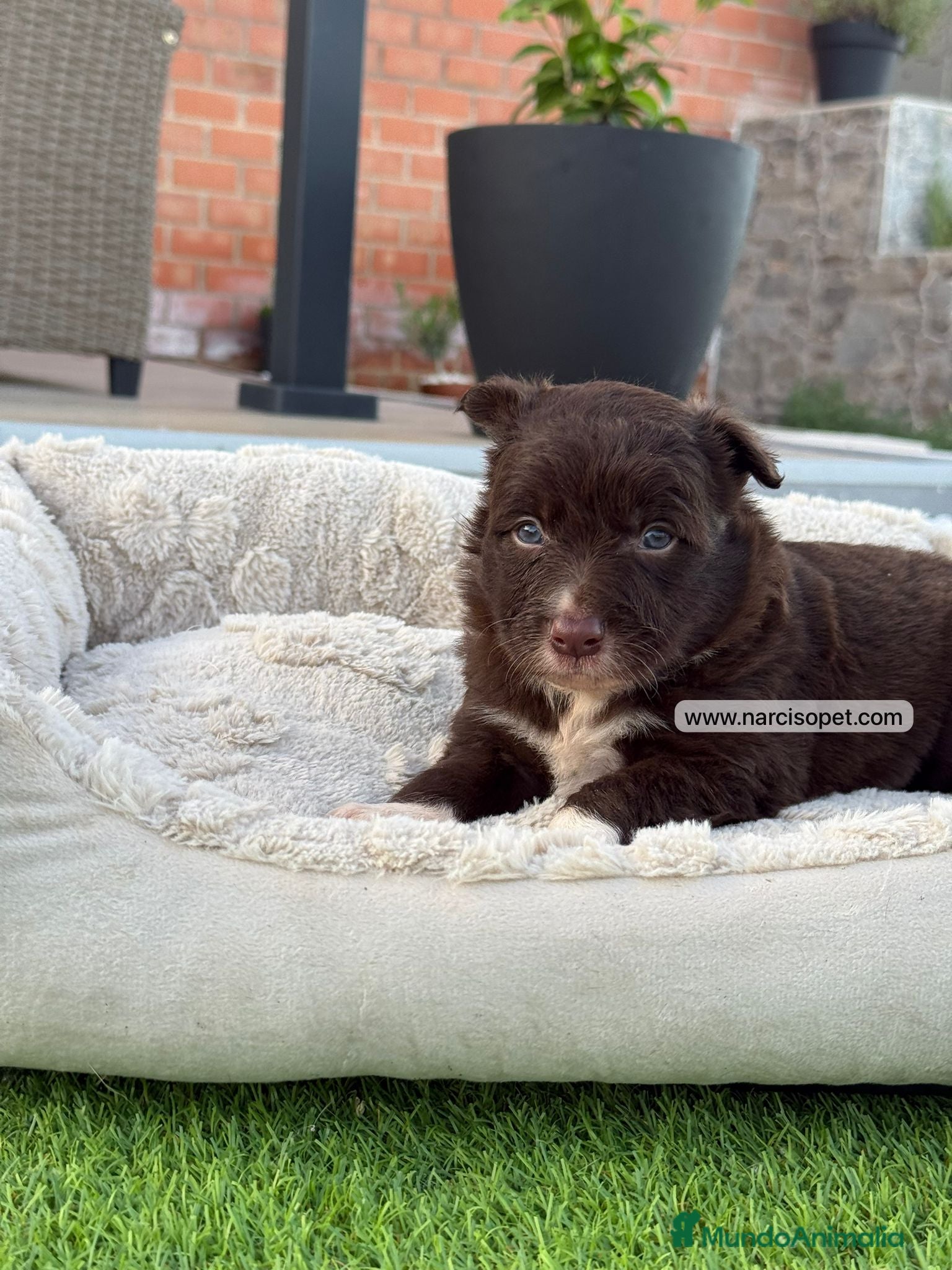 Border Collie perros en venta: BORDER COLLIE MACHO - Anuncio 2