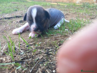 Otras razas perros - Anuncio 1