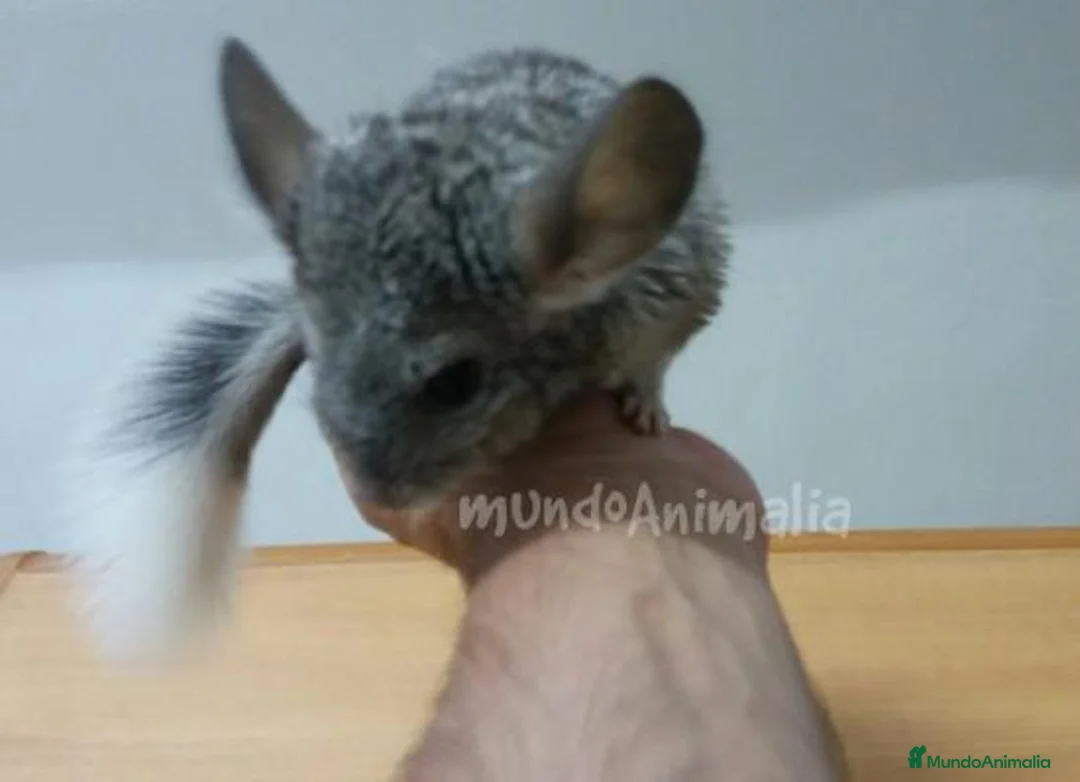 Imagen de galería {{count}}