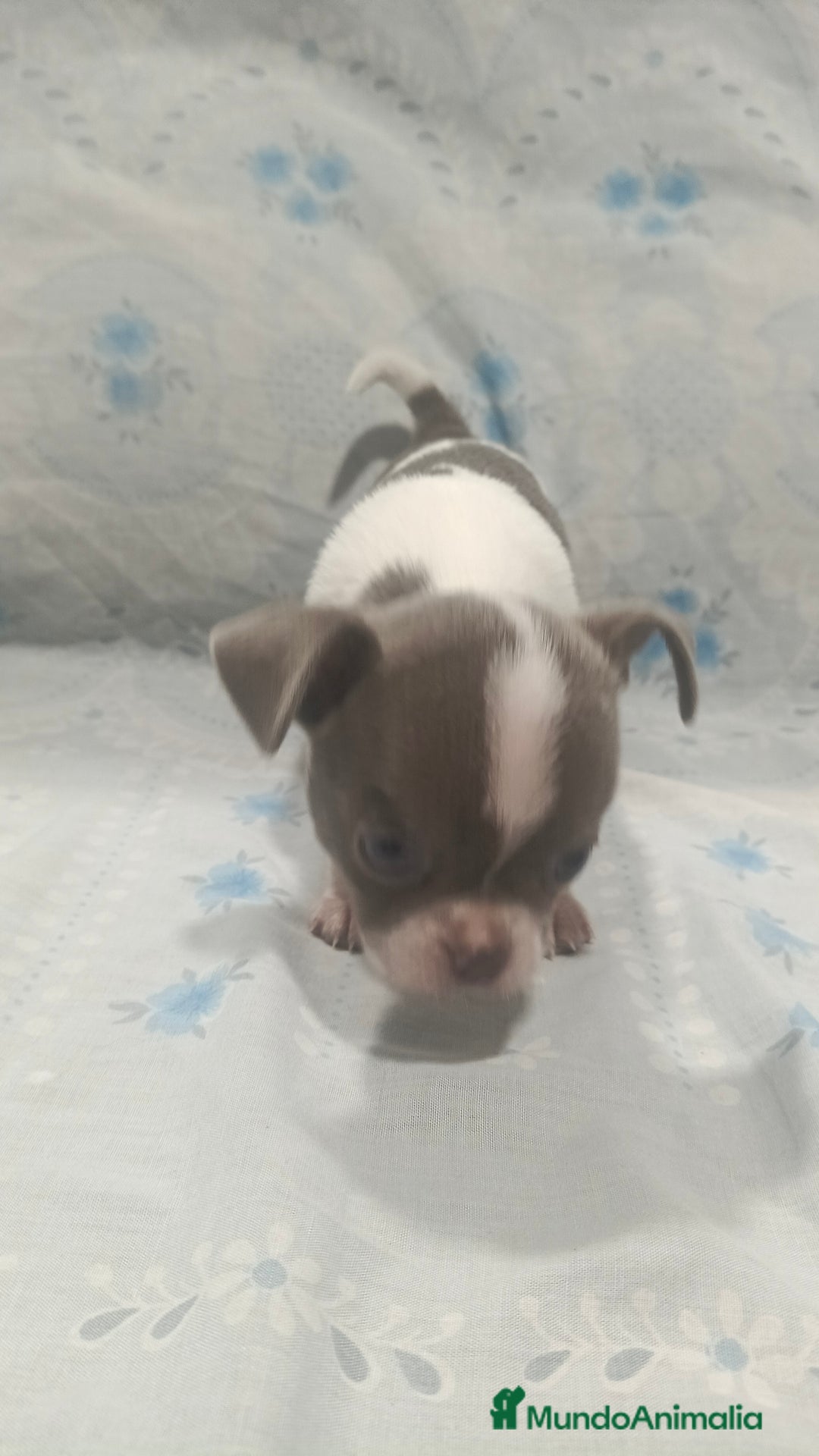 Chihuahua perros en venta: Chihuahua blue macho  - Anuncio 2