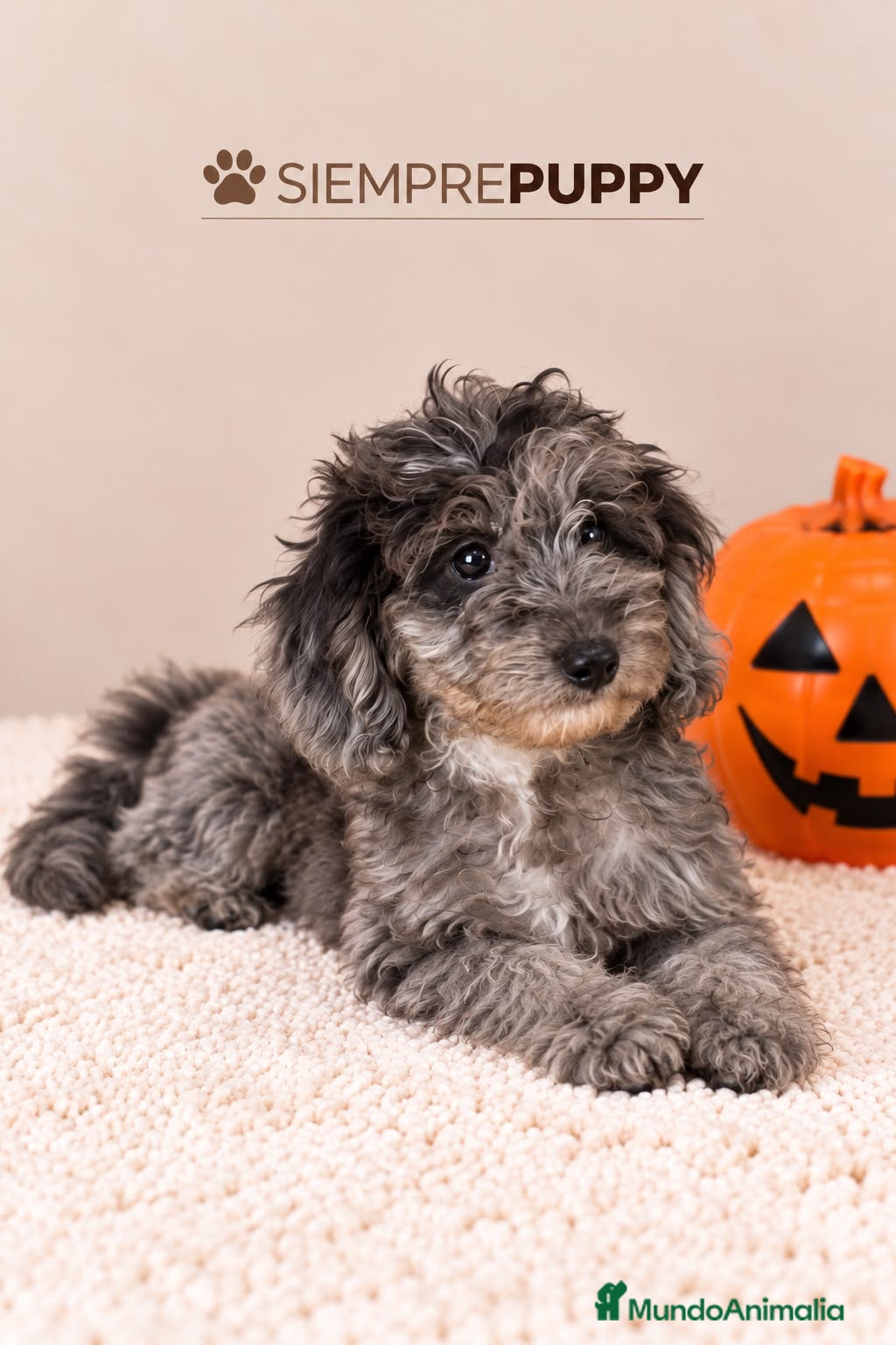 Maltipoo perros en venta: CACHORRITA MALTIPOO MERLÉ - Anuncio 3