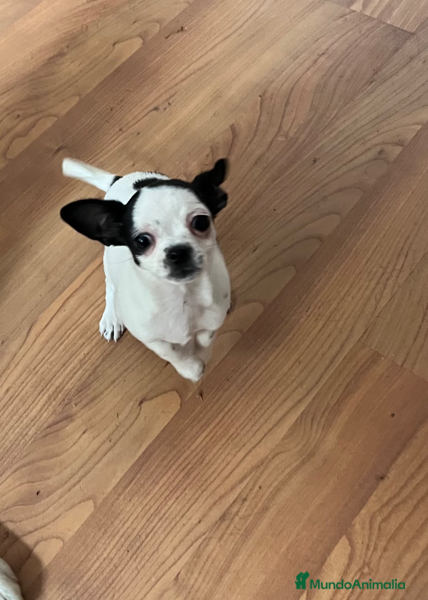 Chihuahua perros Chihuhua hembra - Anuncio 3