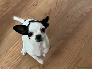 Chihuahua perros Chihuhua hembra - Anuncio 3