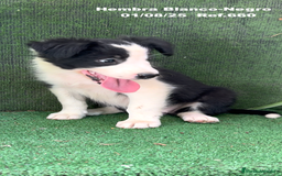 Border Collie perros en venta: Border Collie hembra - Imagen 10