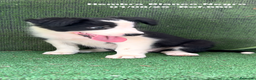 Border Collie perros en venta: Border Collie hembra - Anuncio 10