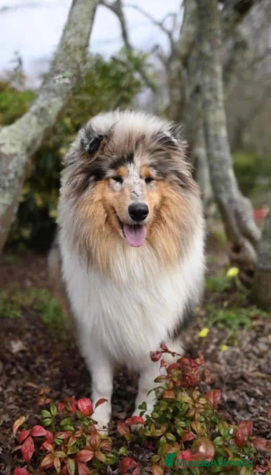 Collie de Pelo Largo perros en venta: Rough collie  - Anuncio 4
