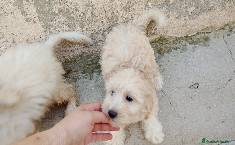 Maltipoo perros - Propaganda 2