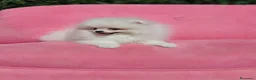 Pomerania perros en venta: Pomerania  - Anuncio 10