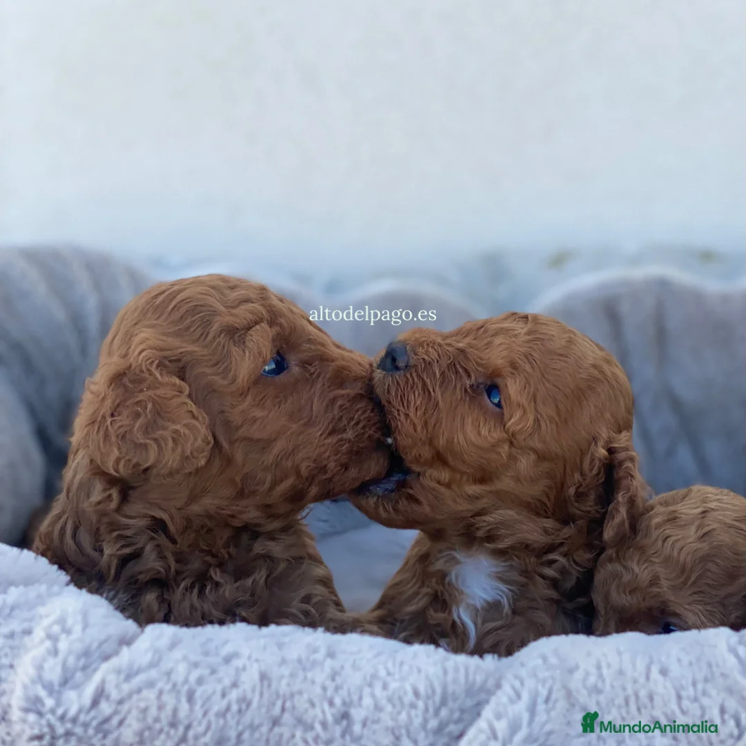 Caniche Toy perros en venta: Caniche, criador profesional en Madrid - Anuncio 2