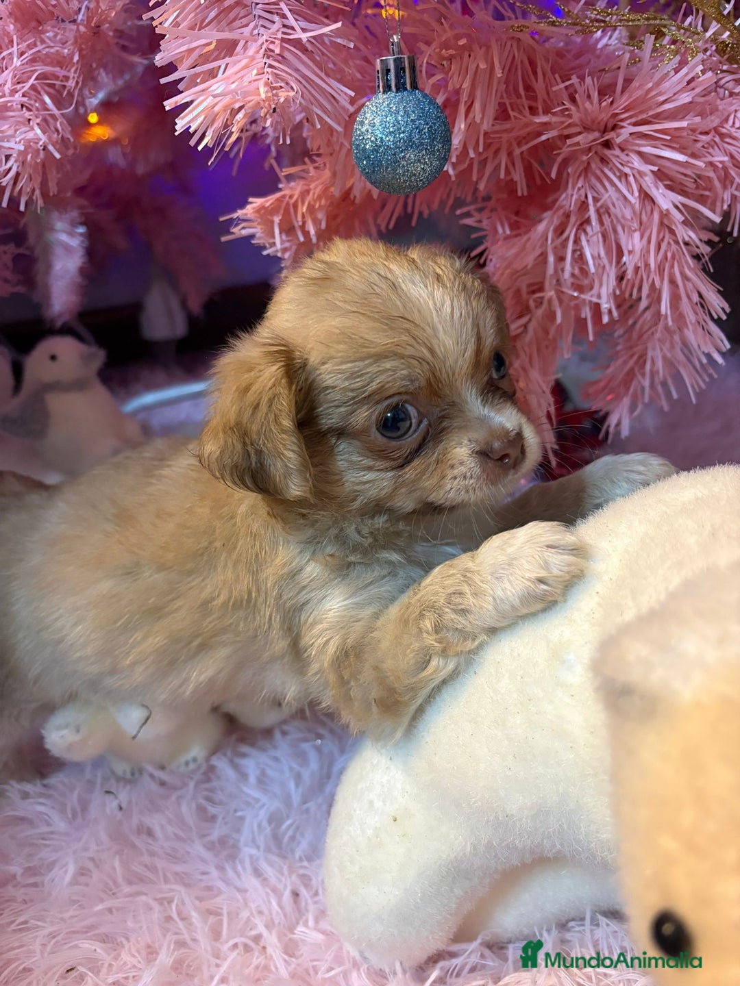 Chihuahua perros en venta: Chihuahua toy pelo largo  - Anuncio 3