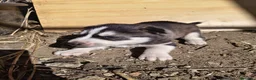 Husky Siberiano perros en venta: HUSKY - Anuncio 3