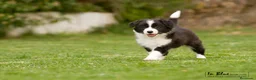 Border Collie perros en venta: border collie - Anuncio 2