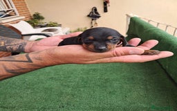Teckel Miniatura perros en venta: Teckel Miniatura  - Imagen 18