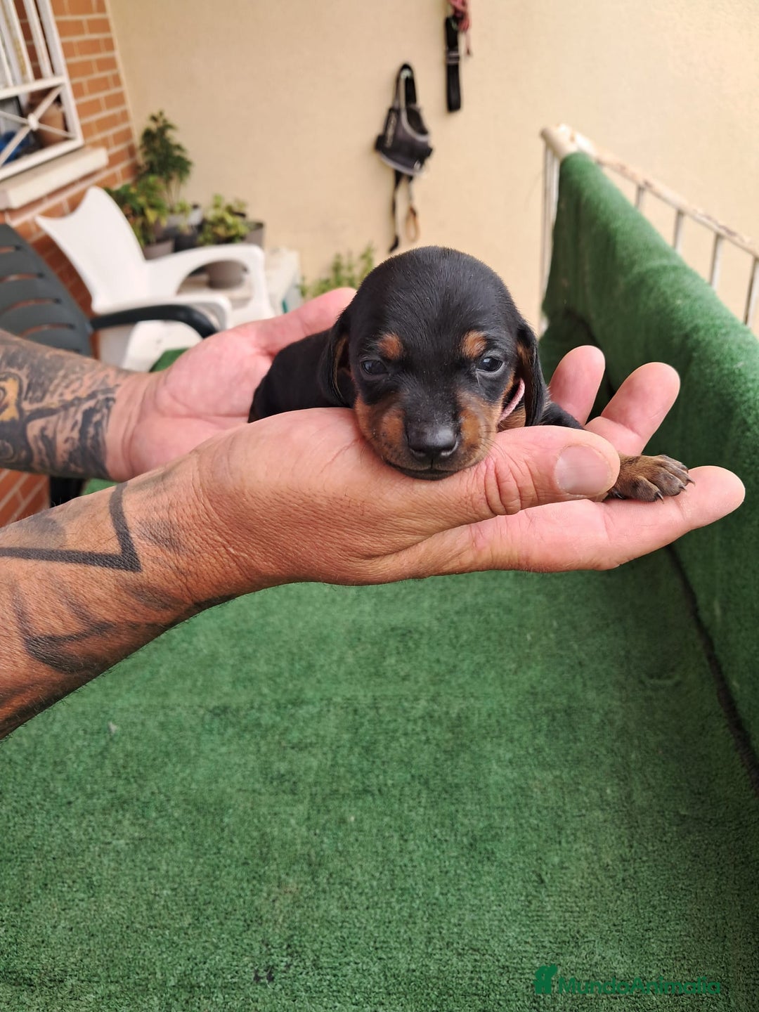 Teckel Miniatura perros en venta: Teckel Miniatura  - Imagen 18