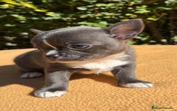 Chihuahua perros en venta: Chihuahua blue color exótico  - Imagen 1