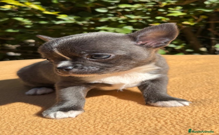 Chihuahua perros - Anuncio 2