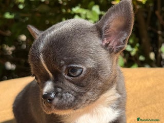 Chihuahua perros - Anuncio 2