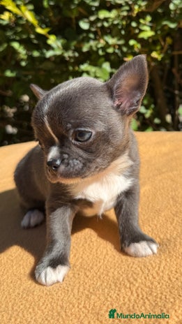 Chihuahua perros - Anuncio 1