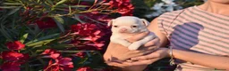 Chihuahua perros en venta: CHIHUAHUAS CACHORROS BLANCOS  en Toledo - Anuncio 1