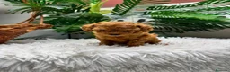 Caniche Toy perros en venta: CANICHE TOY-MUY PEQUEÑITO - Anuncio 9