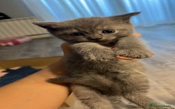 Británico de Pelo Corto Azul gatos en venta: BRITISH - Imagen 3