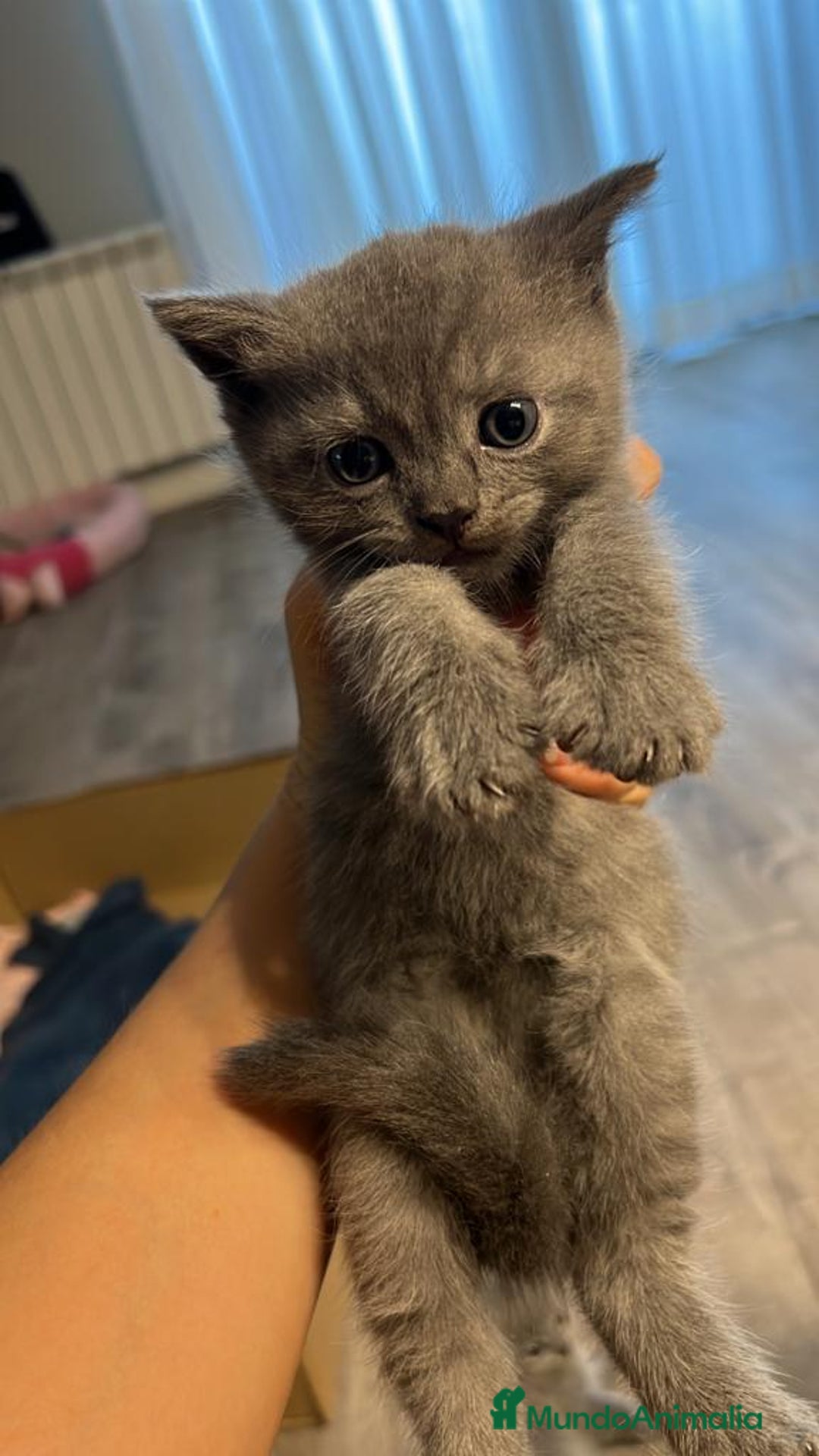 Británico de Pelo Corto Azul gatos en venta: BRITISH - Imagen 3