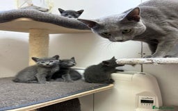 Azul Ruso gatos en venta: Azul ruso  en Barcelona - Imagen 2