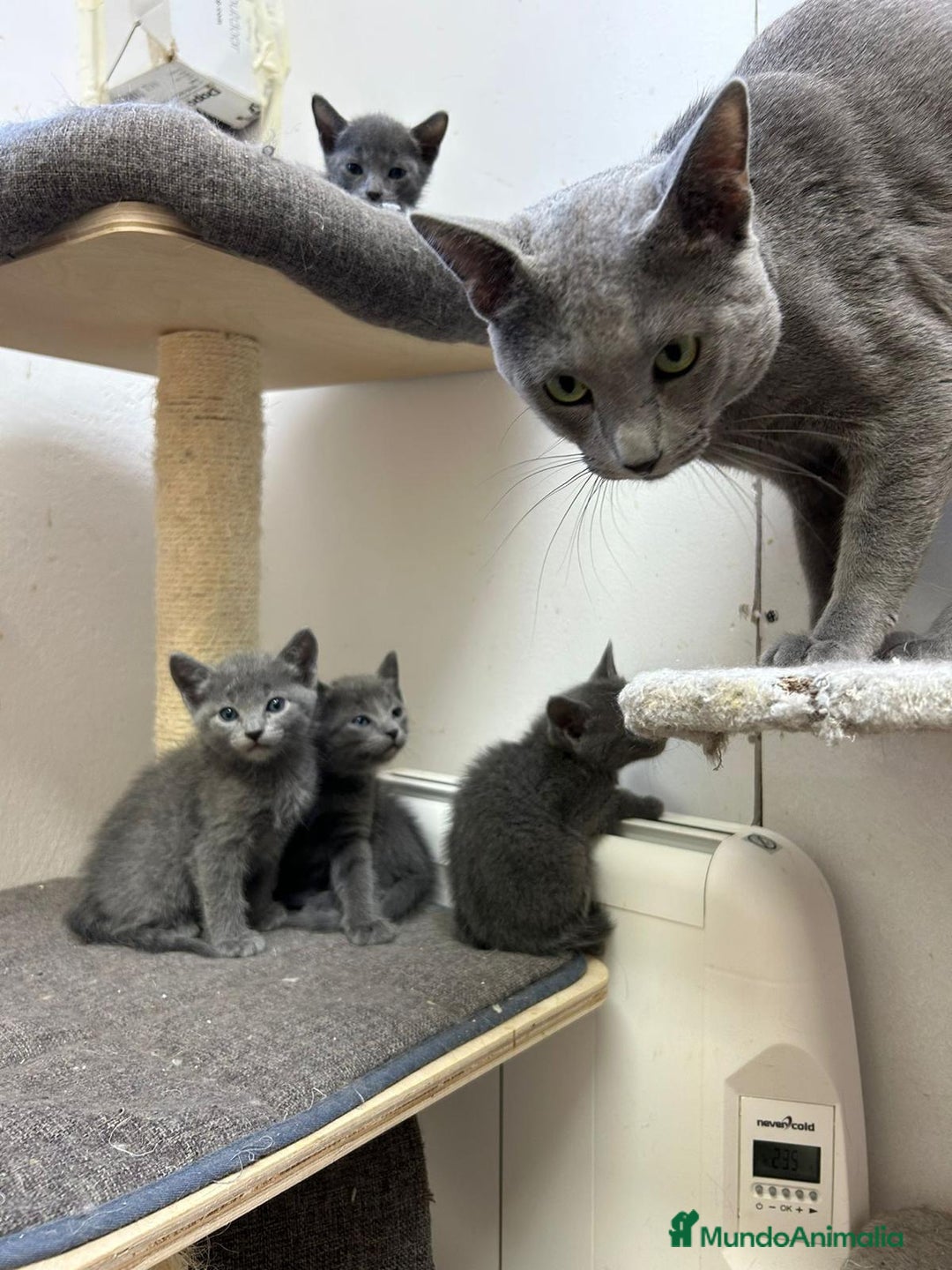 Azul Ruso gatos en venta: Azul ruso  en Barcelona - Imagen 2